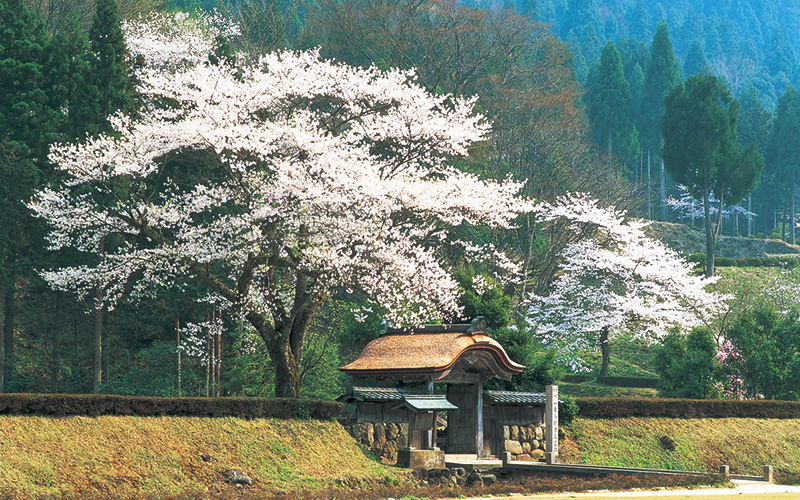 Ichijodani Asakura Clan Ruins