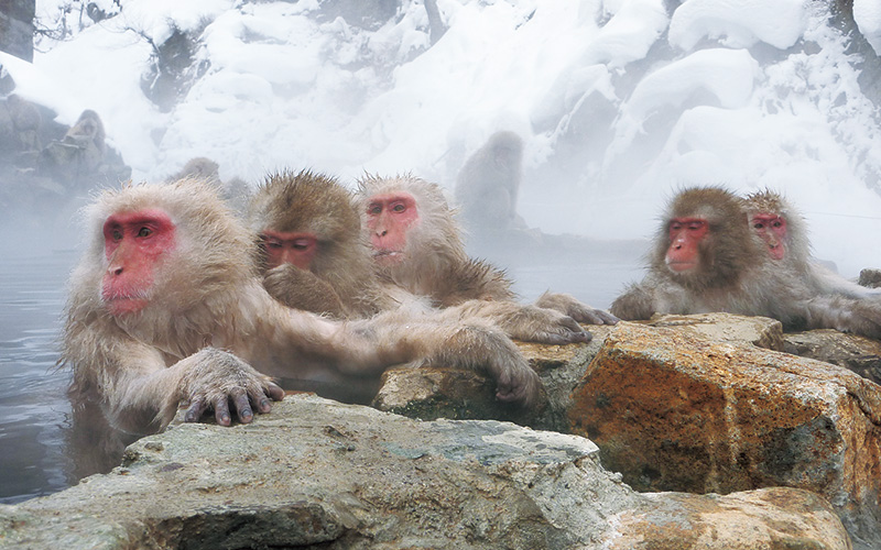 Snow Monkeys / Jigokudani Yaen-koen