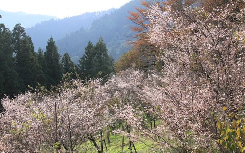 Winter cherry trees