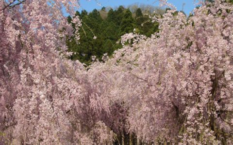 Cascading Cherry Tree at Takeda