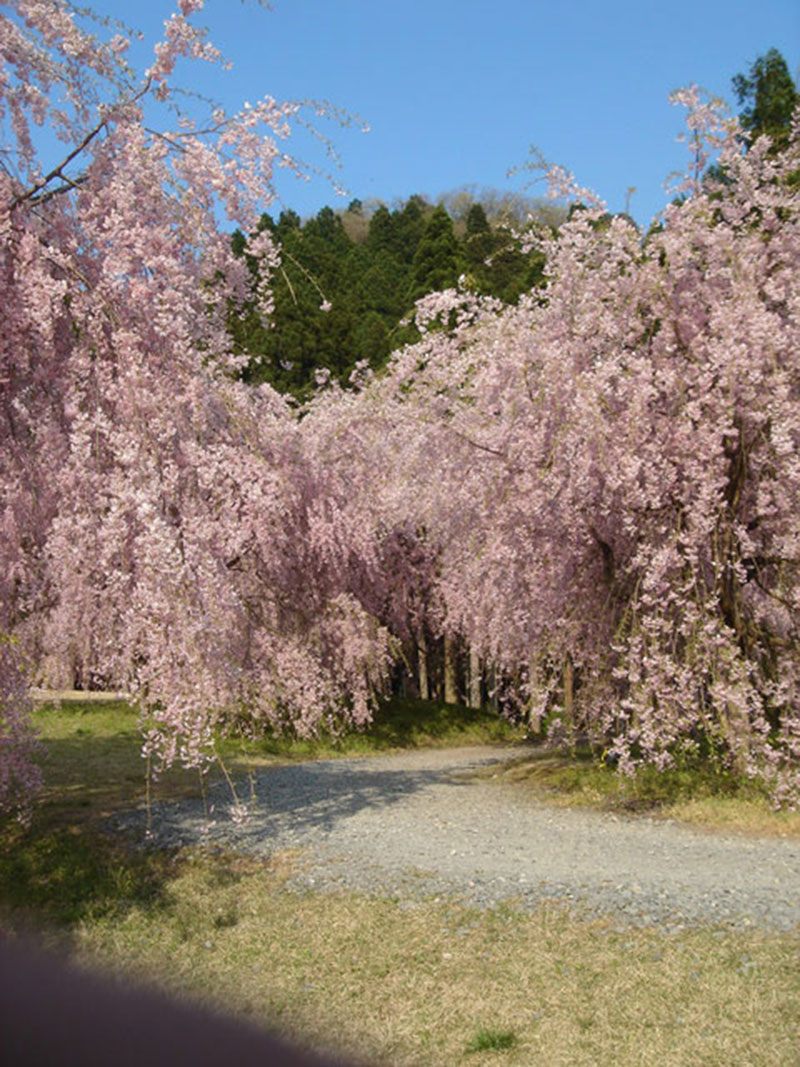 Cascading Cherry Tree at Takeda