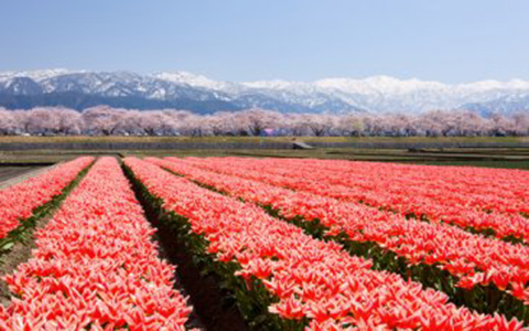 Tulips along the Funa River