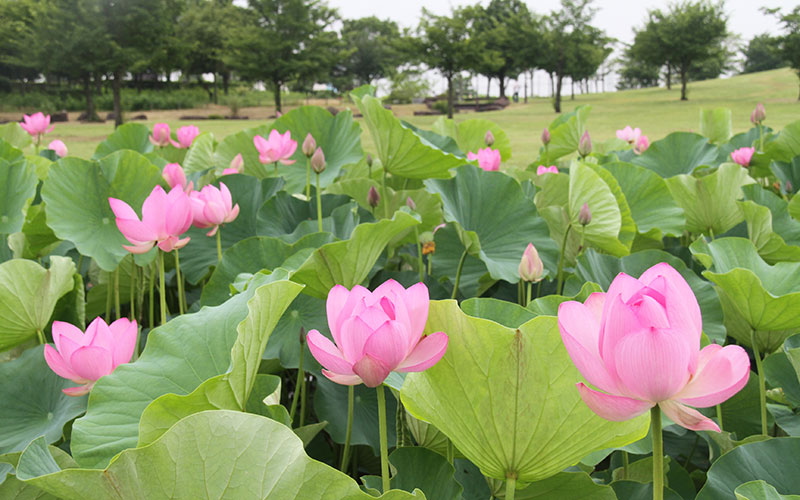 Kodaihasu no Sato