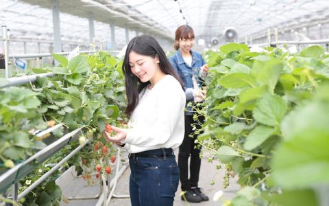 Strawberry farm youichirouen