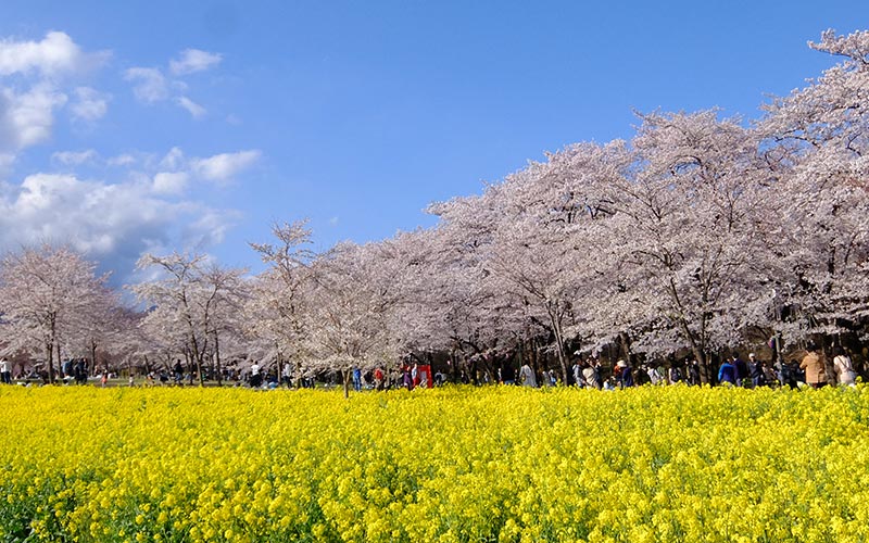 Akagi Nanmen Senbonzakura (Cherry Blossom Festival)