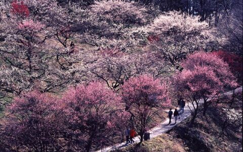 Akima Ume Grove