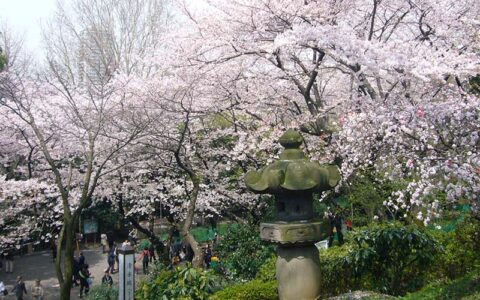 Cherry blossoms