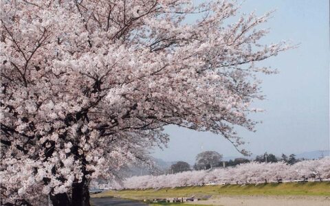 Kodama thousand blossom cherry trees