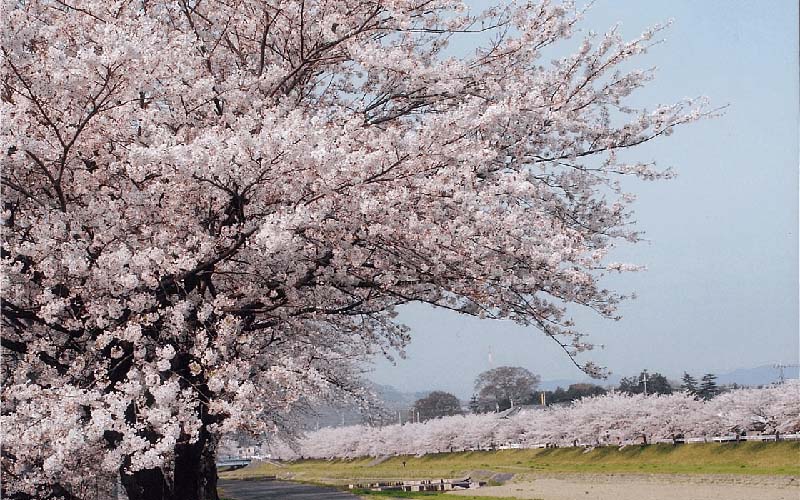 Kodama thousand blossom cherry trees