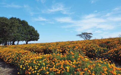 Marigold Hill Park