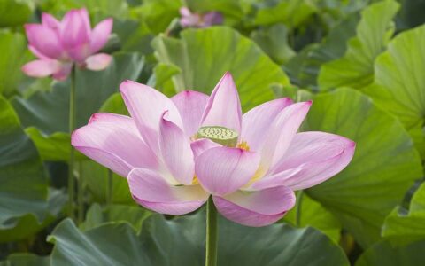 Lotus flower viewing in Takada Castle Site Park