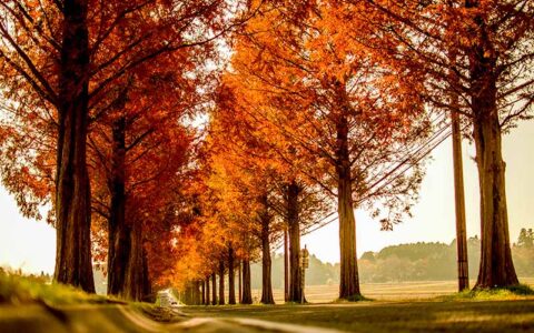 Dawn Redwood (Metasequoia) Avenue