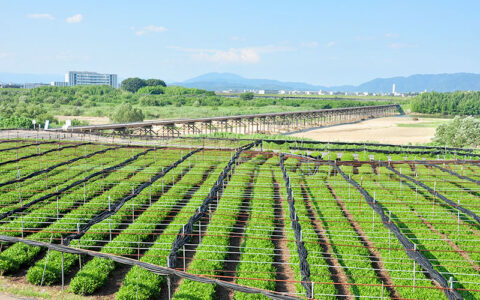 Private: Nagarebashi (Kouzuyabashi)