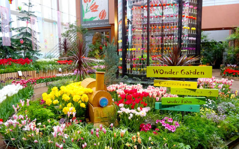 Private: Tonami Tulip Gallery